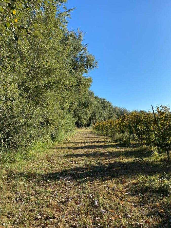 Rural Mas De L'illa *